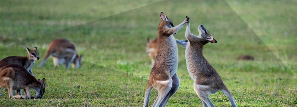 Datos curiosos sobre los australianos