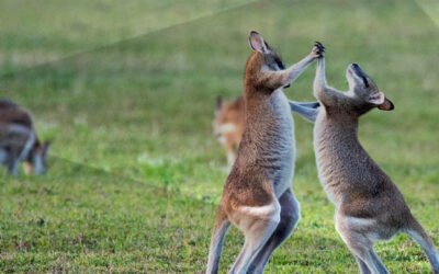 Datos curiosos sobre los Australianos
