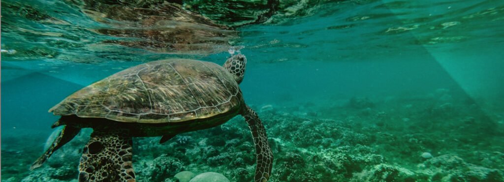 Todo sobre la barrera de coral australiana