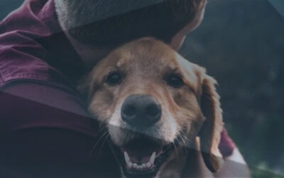 Cómo viajar con mi perro a Australia