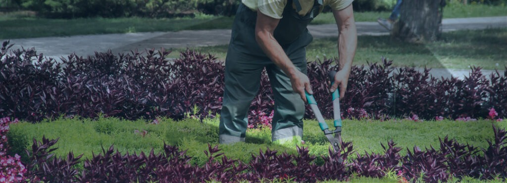 Guía para trabajar como jardinero en Australia