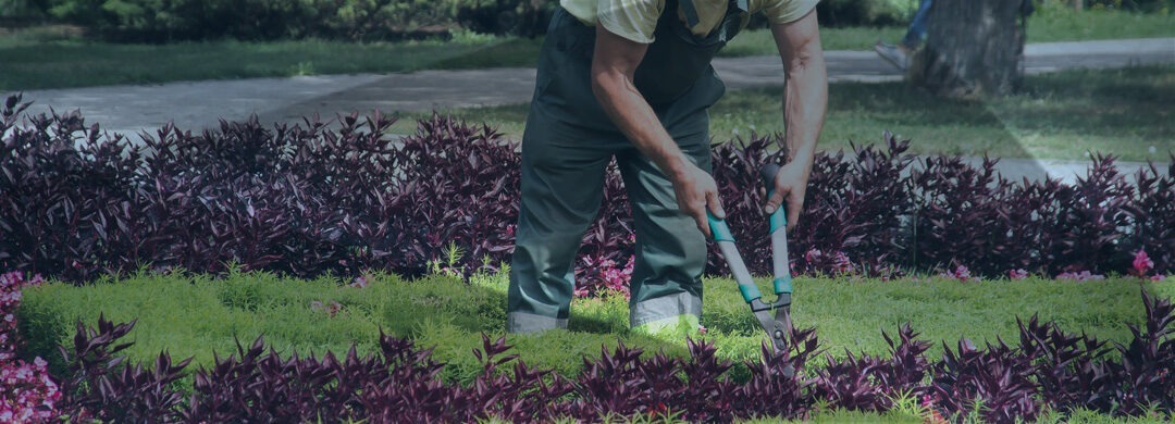 Guía para trabajar de jardinero en Australia