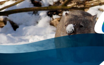 ¿Nieve en Australia?