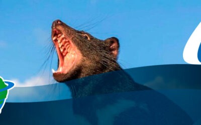 Ven a Tasmania… ¿Tierra salvaje?