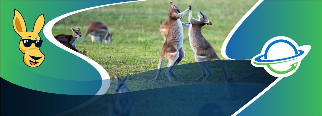 Canguros al poder: En Australia hay más de dos canguros por cada persona