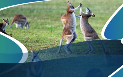 Canguros al poder: En Australia hay más de dos canguros por cada persona