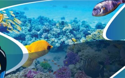 La gran barrera de coral: Una aventura a otro nivel