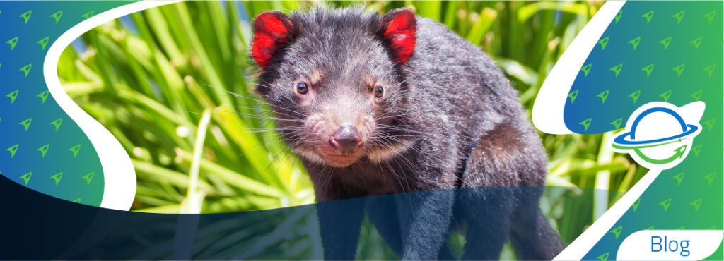 DEMONIOS DE TASMANIA AL BORDE DE LA EXTINCIÓN