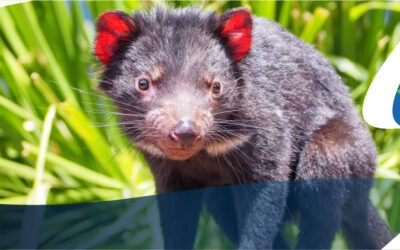 Demonio de Tasmania al borde de la extinción