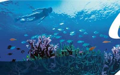 Visitar la Gran barrera de Coral