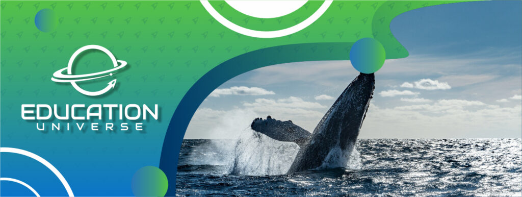 ¿Donde puedo ver ballenas en Australia